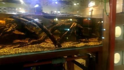 廣州最大的觀賞魚市場交易：廣州最大的觀賞魚市場 廣州水族批發(fā)市場 第2張