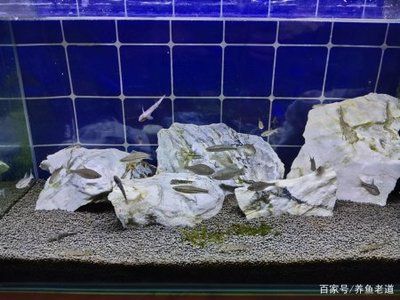 觀賞魚缸適合養(yǎng)什么魚好呢：中型觀賞魚養(yǎng)魚技巧 魚缸風(fēng)水 第3張