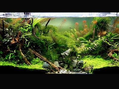 120魚缸水草造景布景：120魚缸水草造景布景方法 魚缸百科 第1張