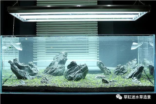 120魚缸水草造景布景：120魚缸水草造景布景方法 魚缸百科 第3張