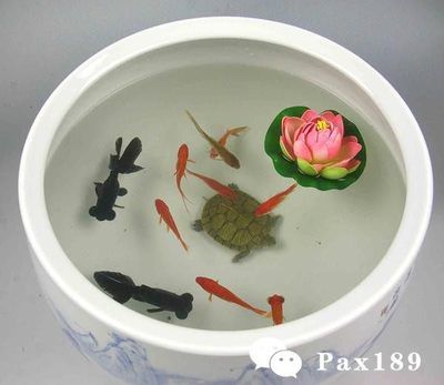 家里的魚(yú)缸養(yǎng)什么魚(yú)合適風(fēng)水好：熱帶觀賞魚(yú)的養(yǎng)殖指南 魚(yú)缸風(fēng)水 第3張