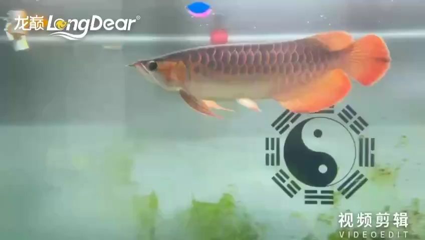 簽到：養(yǎng)魚大神奧觀海評論：六六六 觀賞魚論壇