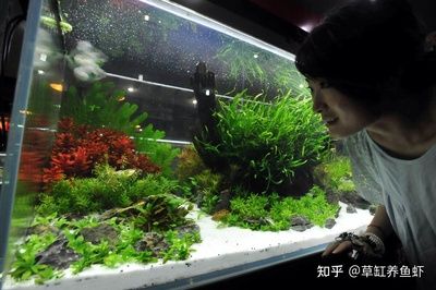 玻璃魚缸為什么會爆缸的原因：如何預(yù)防魚缸爆裂 魚缸百科 第4張