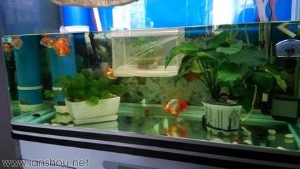 花鳥魚市場的魚缸怎么賣掉的：北京花鳥魚蟲市場 廣州水族批發(fā)市場 第3張