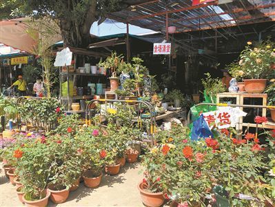 芳村花鳥市場有什么賣花的：廣州芳村花鳥市場 廣州水族批發(fā)市場 第1張