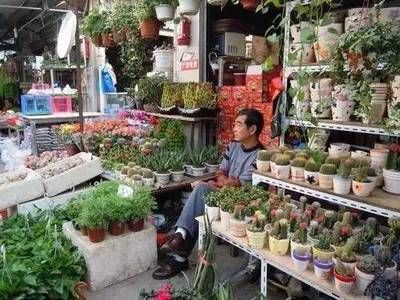 芳村花鳥市場有什么賣花的：廣州芳村花鳥市場 廣州水族批發(fā)市場 第4張