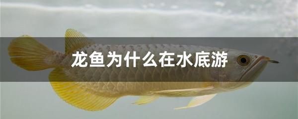 龍魚在水底下游是什么情況？：龍魚在水底下游是什么情況 龍魚百科 第2張