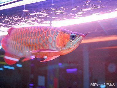 如何讓龍魚(yú)適應(yīng)燈光的環(huán)境：如何讓龍魚(yú)適應(yīng)燈光環(huán)境 龍魚(yú)百科 第2張