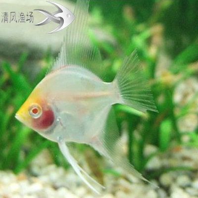 淡水好養(yǎng)的觀賞魚：淡水觀賞魚的種類 魚缸風(fēng)水 第3張