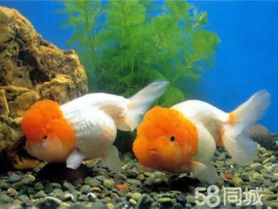 淡水好養(yǎng)的觀賞魚：淡水觀賞魚的種類 魚缸風(fēng)水 第1張