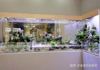 廣州有哪些賣魚缸實(shí)體店的店：廣州賣魚缸的地方 廣州水族批發(fā)市場(chǎng) 第4張