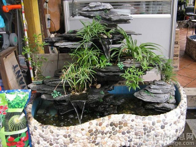 芳村花鳥蟲魚市場(chǎng)在哪里啊多少錢：廣州芳村花鳥蟲魚市場(chǎng) 廣州水族批發(fā)市場(chǎng) 第1張