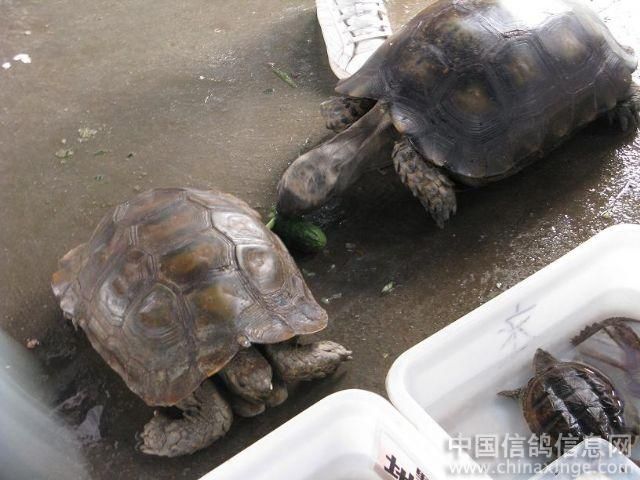 芳村花鳥蟲魚市場(chǎng)在哪里啊多少錢：廣州芳村花鳥蟲魚市場(chǎng) 廣州水族批發(fā)市場(chǎng) 第4張