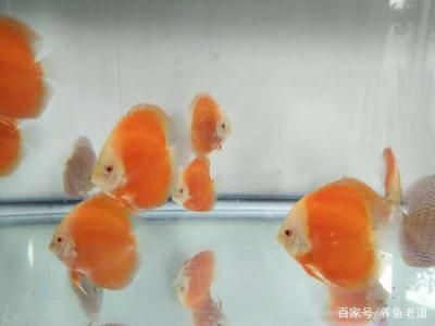 觀賞魚缸養(yǎng)什么魚最好呢：小型觀賞魚的養(yǎng)殖方式 魚缸風(fēng)水 第2張