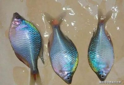 白條魚喂龍魚：白條魚可以喂食龍魚嗎 龍魚百科 第2張