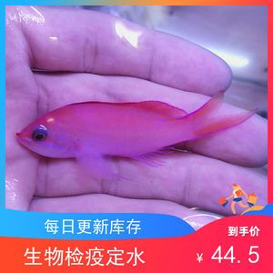 海水觀賞魚什么魚最好養(yǎng) 魚缸風水 第1張