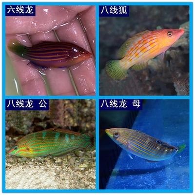 海水觀賞魚什么魚最好養(yǎng) 魚缸風水 第3張