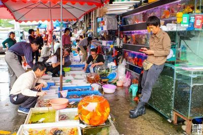 芳村花鳥魚蟲市場(chǎng)搬遷去哪里去了：廣州芳村花鳥魚蟲市場(chǎng)已經(jīng)搬遷至廣州花卉博覽園內(nèi) 廣州水族批發(fā)市場(chǎng) 第1張