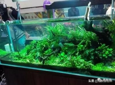 不用的魚缸怎么處理最佳：不用的魚缸如何處理，魚缸廢棄處理注意事項(xiàng)在處理