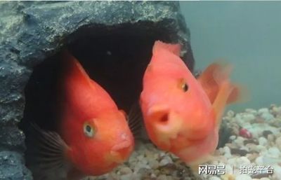 觀賞魚的心情說說搞笑：關于觀賞魚的心情說說 魚缸風水 第2張