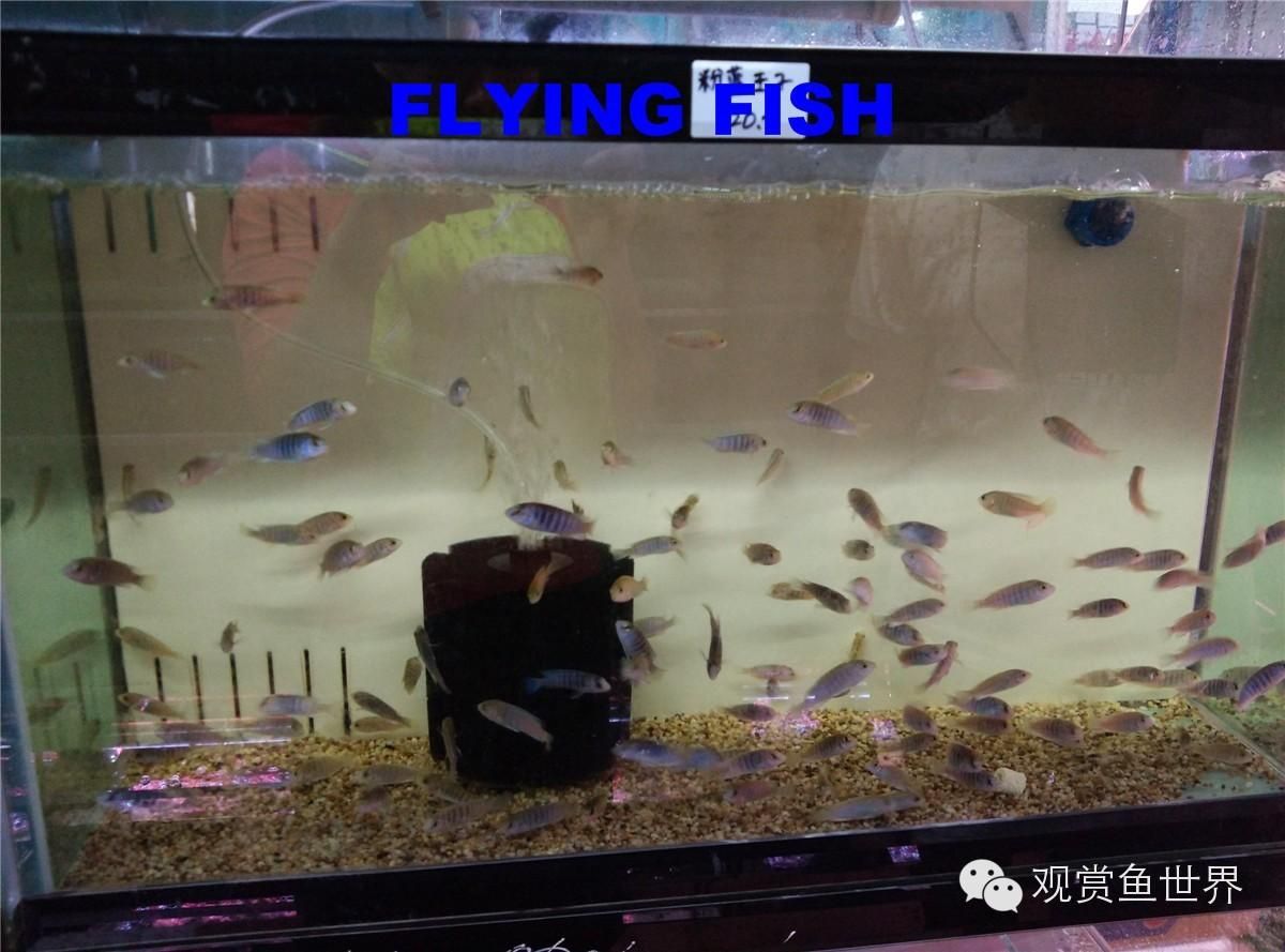 廣州觀賞魚市場(chǎng)新址：廣州觀賞魚市場(chǎng)新址具體信息可以了解到廣州觀賞魚市場(chǎng)的相關(guān)信息 廣州水族批發(fā)市場(chǎng) 第3張