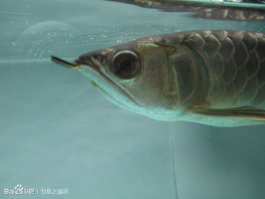 晚上突然開燈看見龍魚掉眼？白天又沒事了：晚上突然開燈看見龍魚掉眼?白天又沒事了