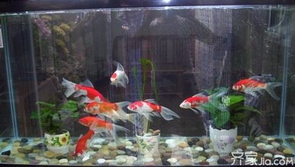 家里放4個(gè)魚(yú)缸好么風(fēng)水：家里放4個(gè)魚(yú)缸有什么講究？