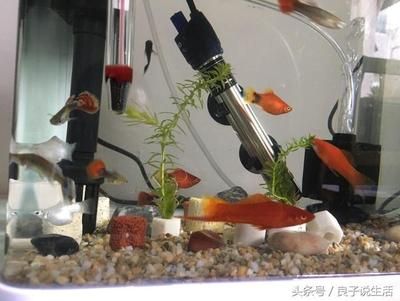 家里買金魚缸的寓意是什么？：金魚缸與風(fēng)水