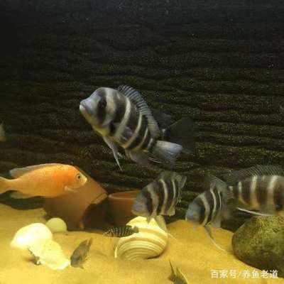 不用的金魚(yú)缸怎么處理：不用的金魚(yú)缸怎么處理，我從以下幾個(gè)方面進(jìn)行了總結(jié)： 魚(yú)缸風(fēng)水 第3張