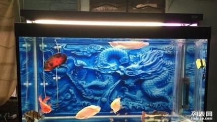 廣州魚缸哪里買最便宜：廣州水族市場探秘 廣州水族批發(fā)市場 第3張