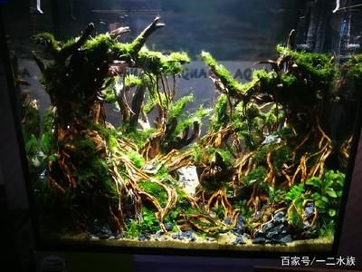 1.8魚缸造景圖片：1.8米魚缸造景圖片