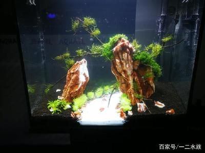 1.8魚缸造景圖片：1.8米魚缸造景圖片