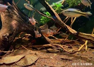 觀賞魚的好處和壞處：觀賞魚的飼養(yǎng)與養(yǎng)護(hù) 魚缸風(fēng)水 第3張