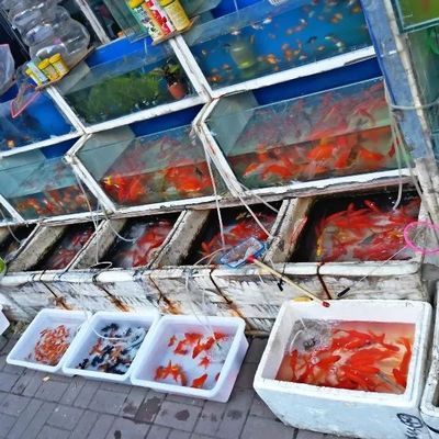 芳村新世界花鳥魚市市場：廣州芳村新世界花鳥魚市 廣州水族批發(fā)市場 第4張