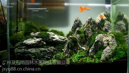 廣州魚缸造景批發(fā)市場在哪里啊多少錢：廣州水族文化探秘