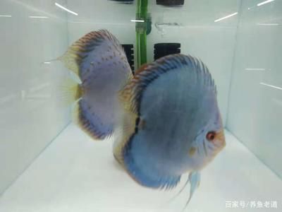 觀賞魚藍色的水是什么魚：藍色的水是什么魚 魚缸風水 第1張