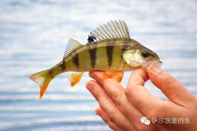 狗魚觀賞魚 魚缸風水 第1張