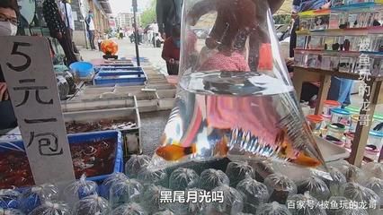 廣州最大觀賞魚市場：廣州花地灣花鳥魚蟲批發(fā)市場