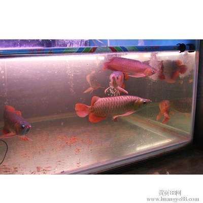 家里的魚(yú)缸養(yǎng)幾條魚(yú)合適：養(yǎng)魚(yú)的數(shù)量與風(fēng)水學(xué)等因素有關(guān) 魚(yú)缸風(fēng)水 第1張