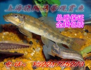 廣州哪里有魚缸和金魚批發(fā)市場賣的 廣州水族批發(fā)市場 第3張