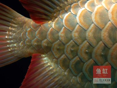 怎樣預(yù)防龍魚(yú)腸炎發(fā)病的方法：如何預(yù)防龍魚(yú)腸炎 龍魚(yú)百科 第2張