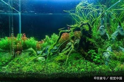 冬天魚缸里的水渾濁怎么辦：冬天魚缸水渾濁的處理方法是根據搜索結果整理的方法 魚缸百科 第1張