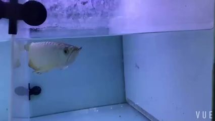 廣州水族魚批發(fā)