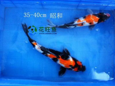 觀賞魚哪種好養(yǎng)一點：好看又好養(yǎng)的觀賞魚養(yǎng)殖技術 魚缸風水 第1張