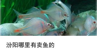 觀賞魚哪種好養(yǎng)一點：好看又好養(yǎng)的觀賞魚養(yǎng)殖技術 魚缸風水 第4張