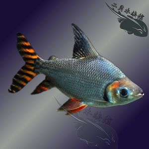 觀賞魚什么貴：觀賞魚的價(jià)格 魚缸風(fēng)水 第4張