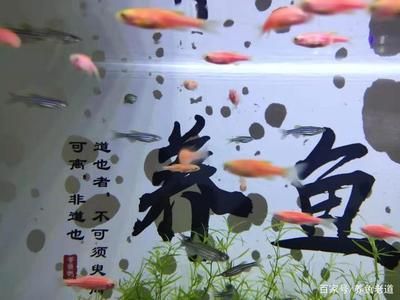 觀賞魚進(jìn)貨網(wǎng)站有哪些 廣州水族批發(fā)市場 第4張