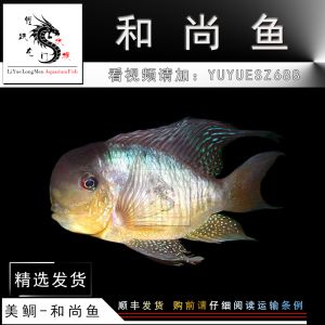 和尚魚(yú)：南美慈鯛的多樣性 魚(yú)缸風(fēng)水 第4張