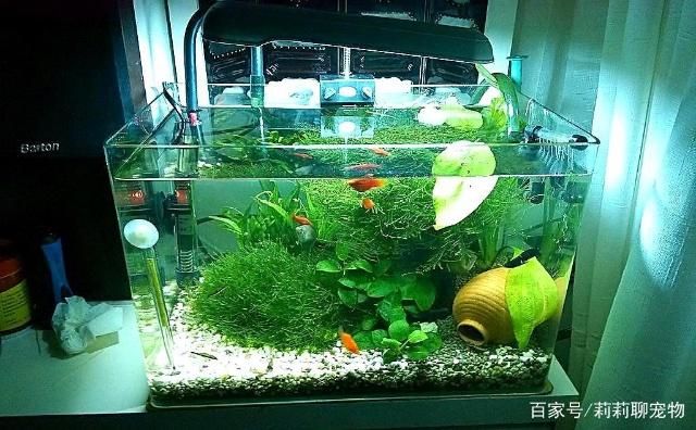 家里的魚缸養(yǎng)什么魚合適呢：如何在家里養(yǎng)魚 魚缸風(fēng)水 第2張