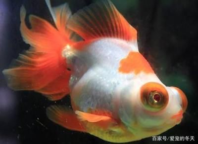 家里的魚缸養(yǎng)幾條魚比較好呢：家庭養(yǎng)魚的數(shù)量選擇